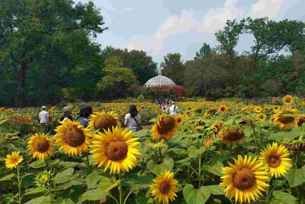I girasoli di van Gogh prendono vita al Giardino Botanico di New York