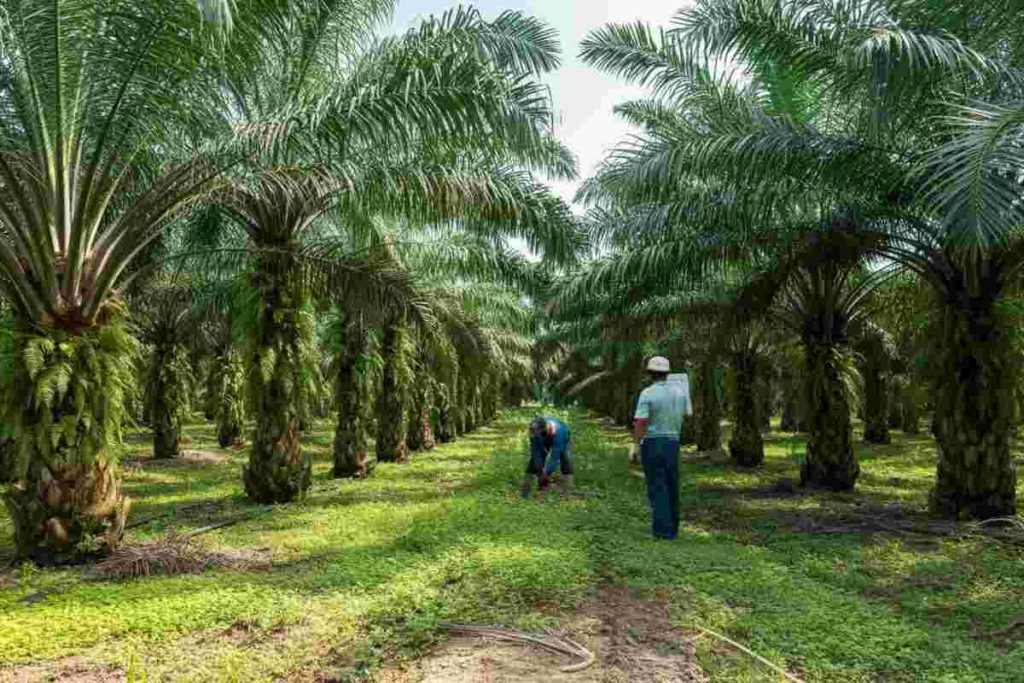 Sostenibilità in Italia: il 95% dell'olio di palma è certificato secondo Tapella di Uiops
