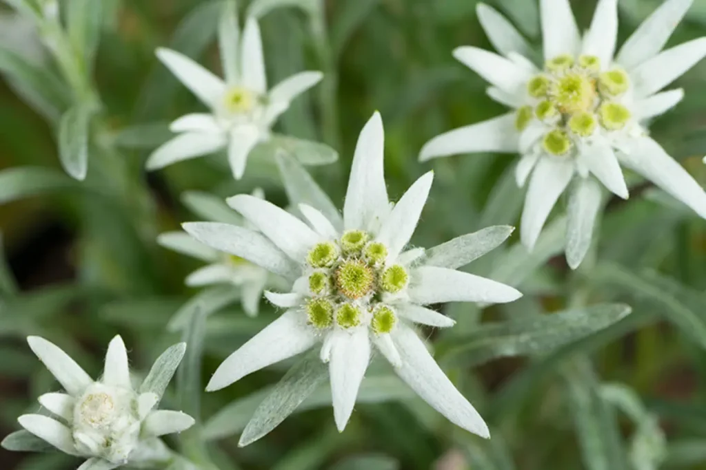 stella alpina