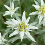 stella alpina
