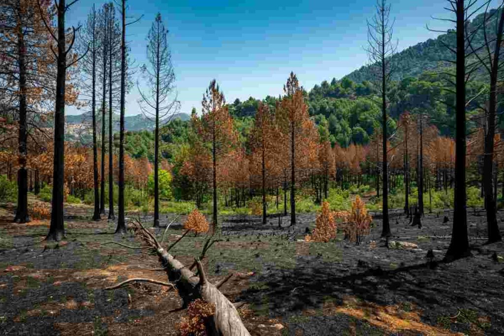 Incendi boschivi nel 2024: 16 regioni colpite, ma la superficie bruciata è in calo