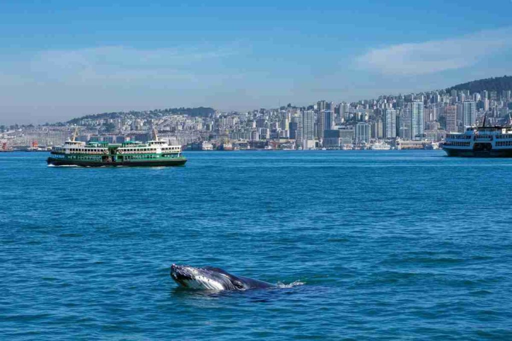 Balena nel porto di Sydney provoca caos tra traghetti e imbarcazioni