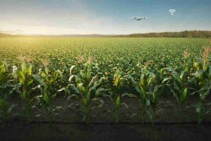 Innovazione sostenibile in agricoltura: Martino Rossi lancia progetti pionieristici