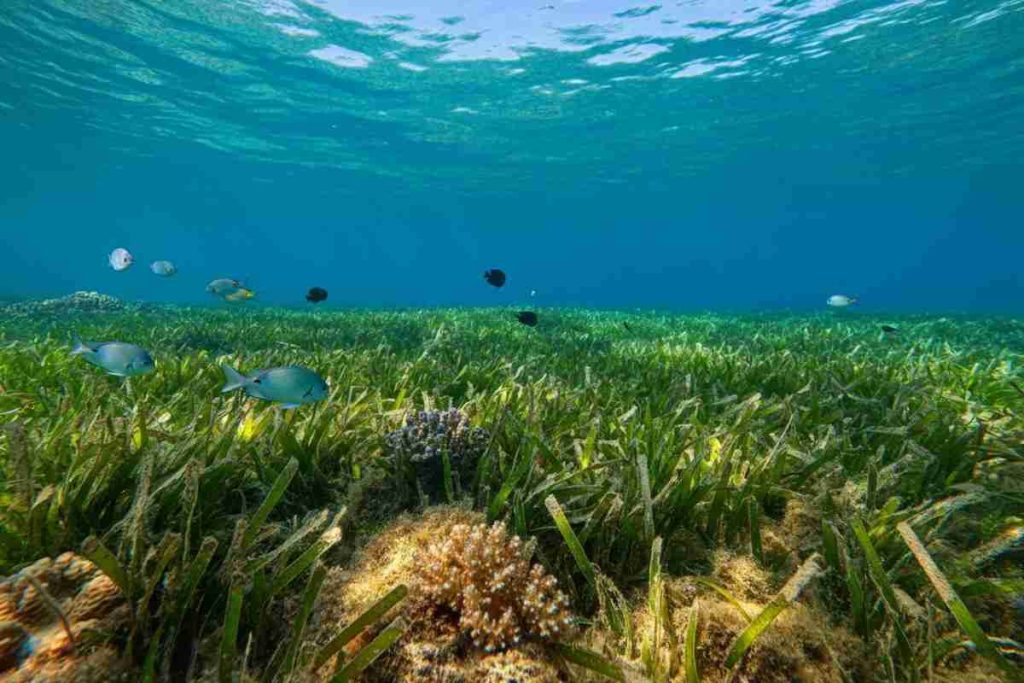 Ripristino della posidonia oceanica all'Isola del Giglio: il progetto innovativo di Nespresso per la sostenibilità