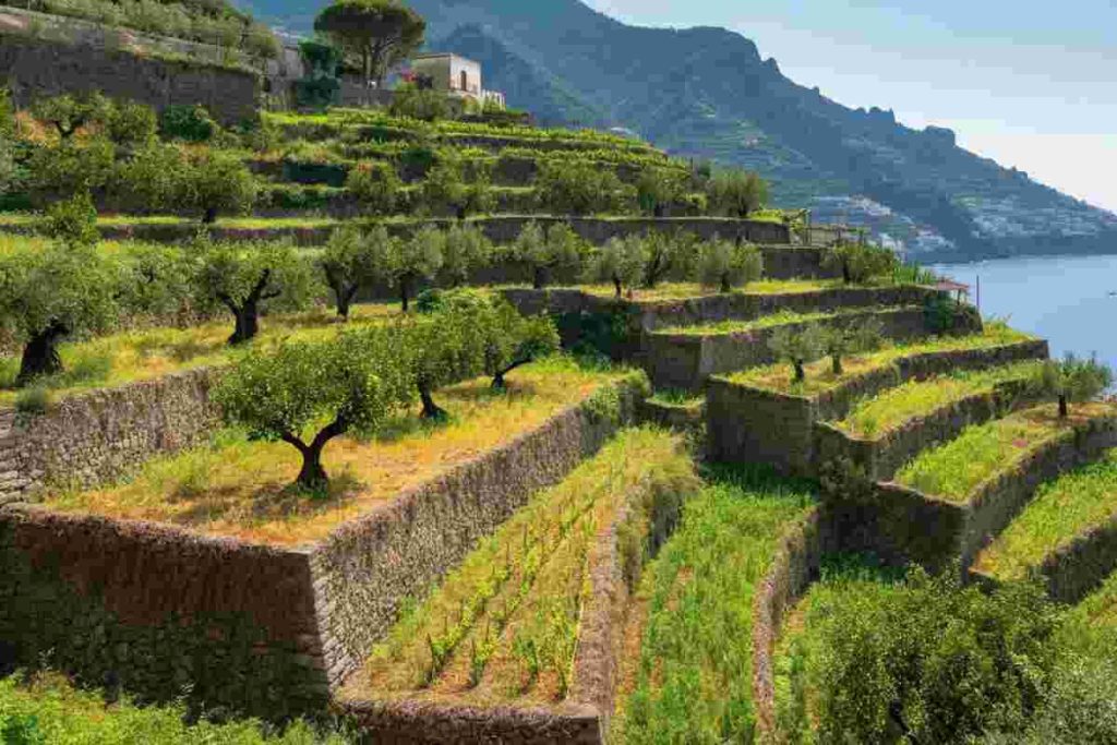 L'agricoltura di Amalfi entra nel patrimonio mondiale dell'umanità