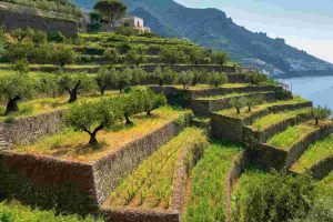 L'agricoltura di Amalfi entra nel patrimonio mondiale dell'umanità