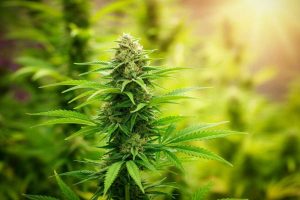 Trump valuta la possibilità di rivalutare la marijuana come sostanza meno pericolosa