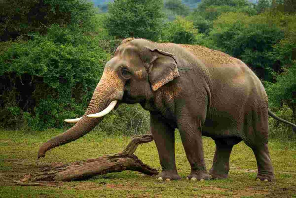 Turista in fuga dopo aver dato da bere birra a un elefante in savana
