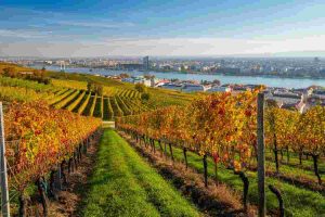 Autunno a Vienna: un viaggio tra le vigne incantevoli