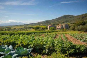 Il modello Campania: un futuro condiviso per l'agricoltura secondo Giordano e Del Giudice