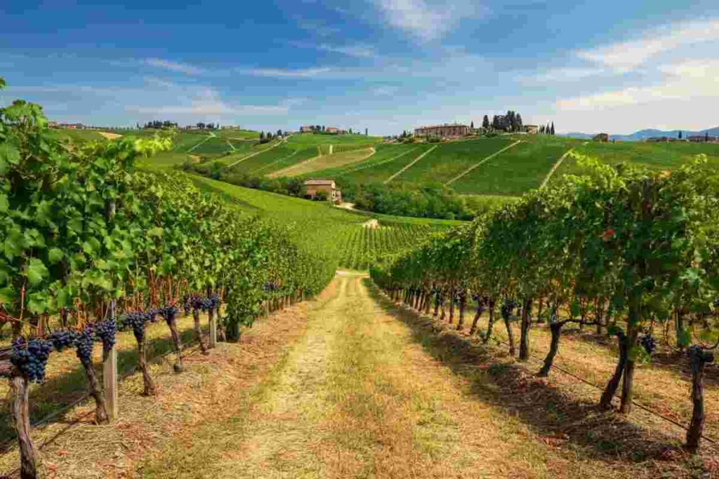 Airbnb e Coldiretti: un connubio per esaltare i tesori vinicoli italiani