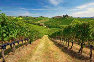 Airbnb e Coldiretti: un connubio per esaltare i tesori vinicoli italiani