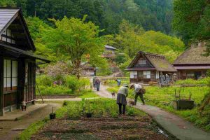 Orsi in Giappone: il crescente pericolo degli attacchi agli uomini
