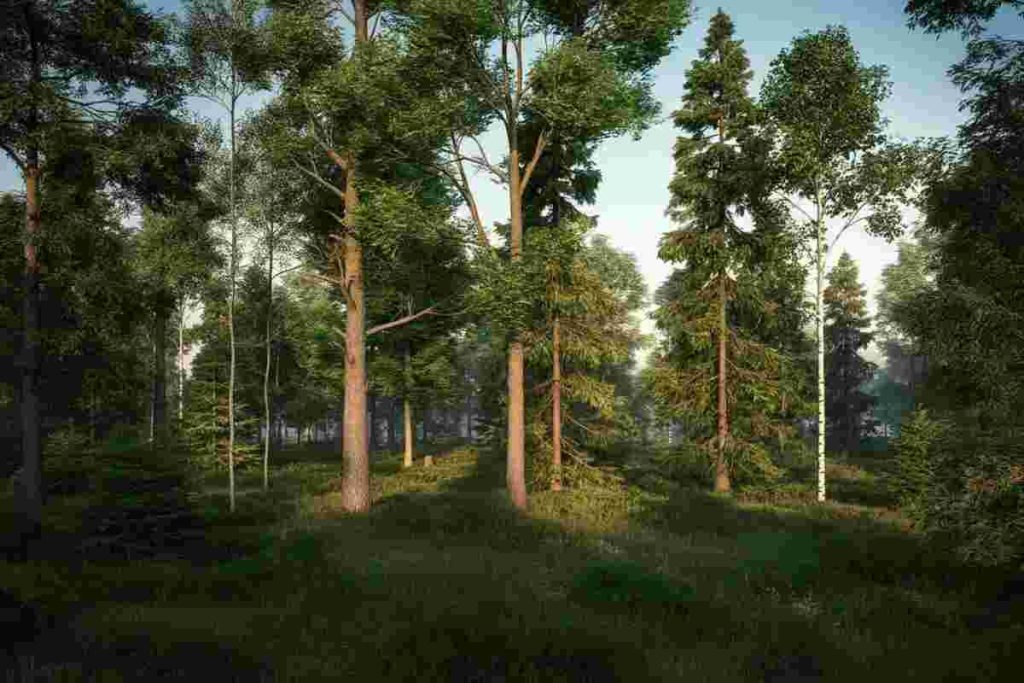 Foreste e clima: le specie arboree che possono raffreddare il pianeta