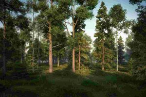 Foreste e clima: le specie arboree che possono raffreddare il pianeta