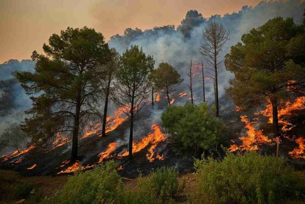 Foreste patrimonio dell'umanità in pericolo: l'Iran lancia un appello internazionale per l'emergenza incendi