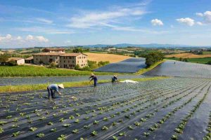 Rivoluzione verde: il telo Mater-Bi come soluzione innovativa per l'agricoltura secondo le norme Ue