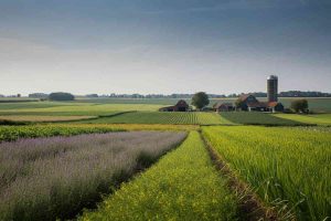 Semplificazione della Pac: l'Europa fa un passo avanti per gli agricoltori